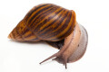 Achatina achatina achatina Ghana typ 2 F1, 12cm